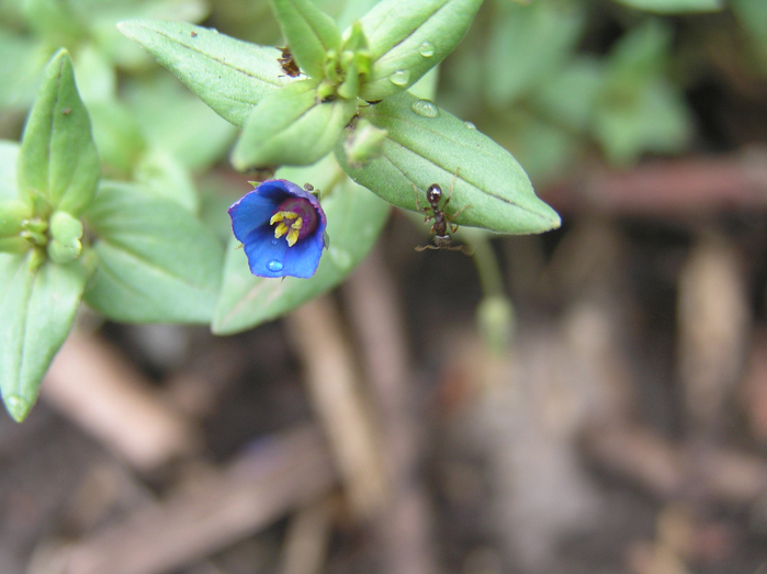 P7260038 (700x523, 384Kb)