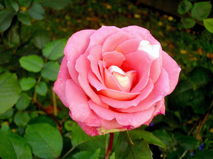 меченая роза (700x525, 486Kb)