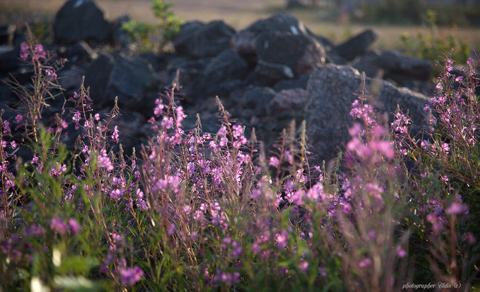 IMG_4279_edit (700x426, 456Kb)