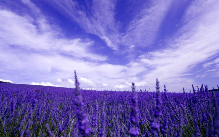 Lavender-fields4 (700x437, 313Kb)