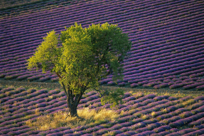 Lavender-fields14 (700x466, 508Kb)