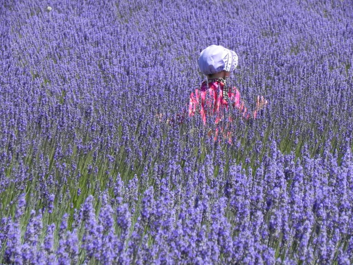 Lavender-fields18 (700x525, 478Kb)