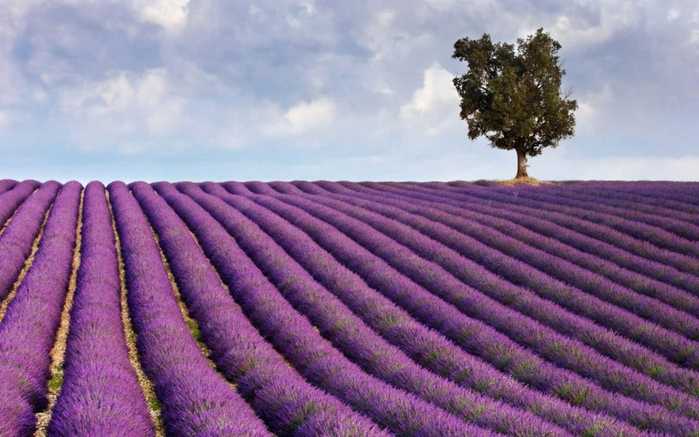 Lavender-fields22 (700x437, 335Kb)