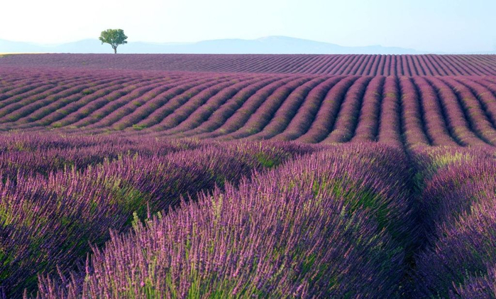 Lavender-fields24 (700x421, 365Kb)