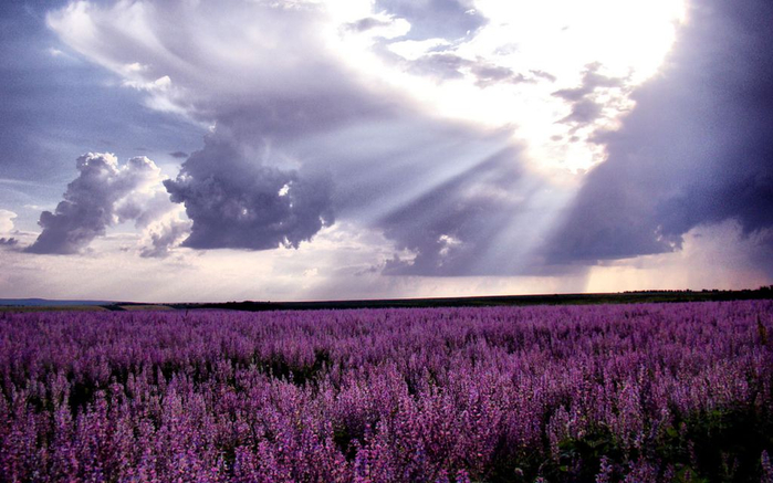 Lavender-fields26 (700x437, 317Kb)