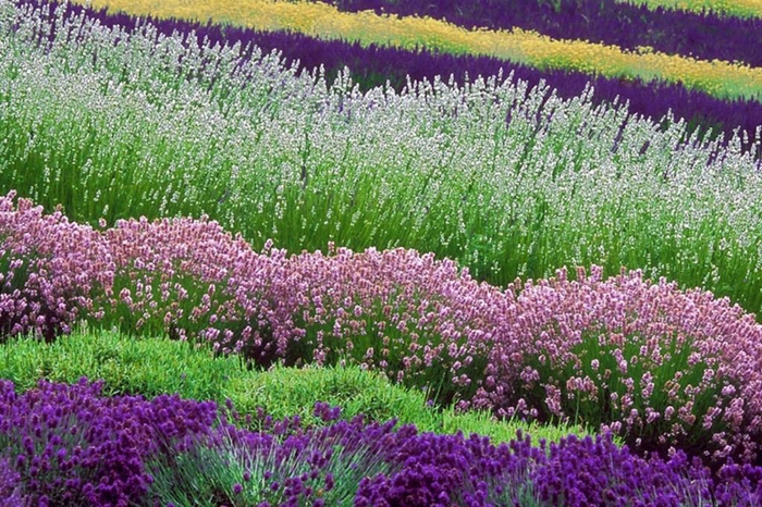 Lavender-fields27 (700x466, 489Kb)