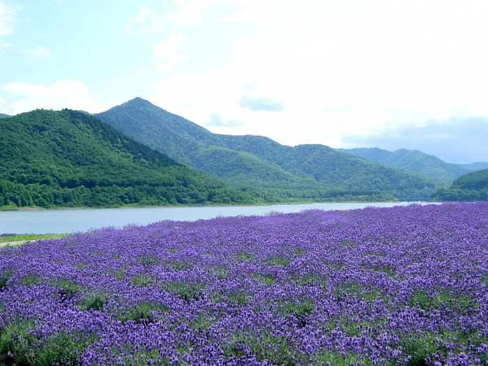 Lavender-fields29 (700x525, 405Kb)