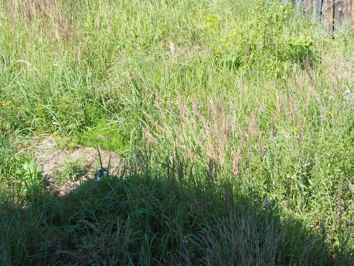 P8012423 (700x525, 592Kb)