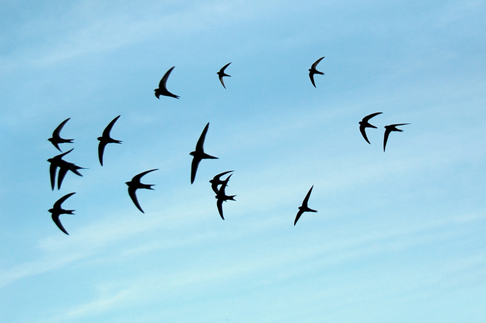 455068_original (700x465, 313Kb)