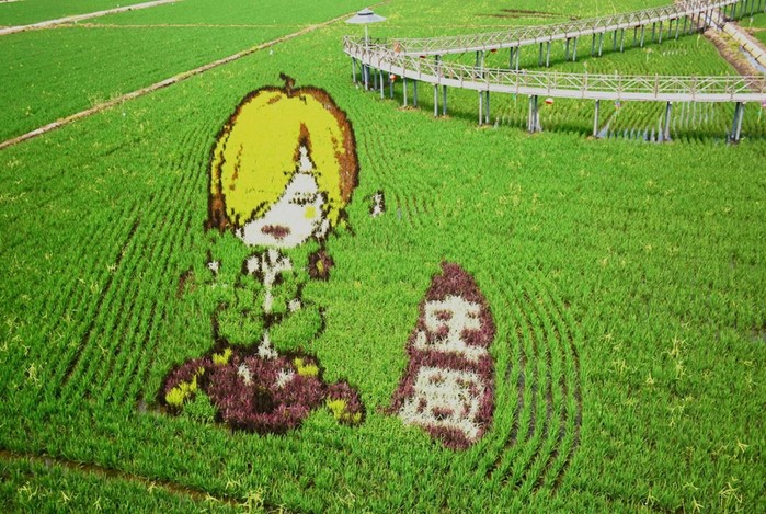 Картины на рисовых полях в Японии: оригинальный способ привлечения туристов