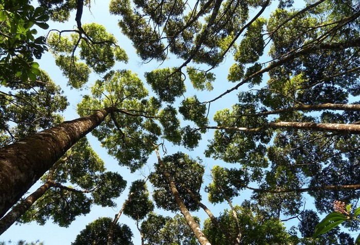 Застенчивость кроны: необычный природный феномен у некоторых деревьев