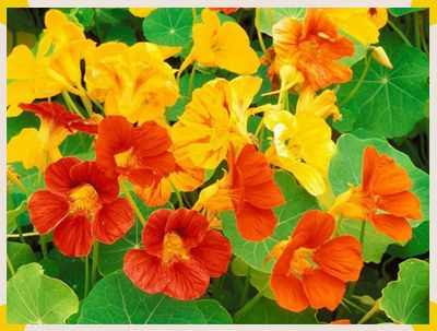 listya-i-tsvetki-nasturtsii_1_1 (400x303, 18Kb)