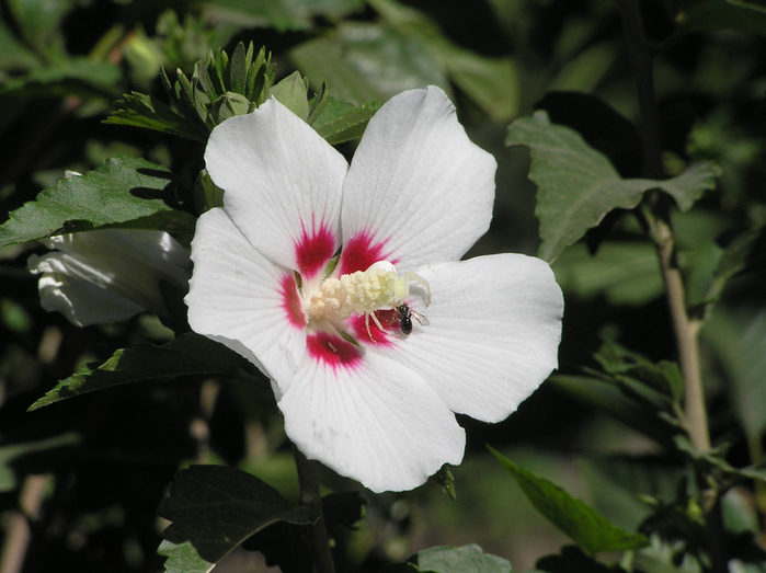 P8090058 (700x523, 350Kb)