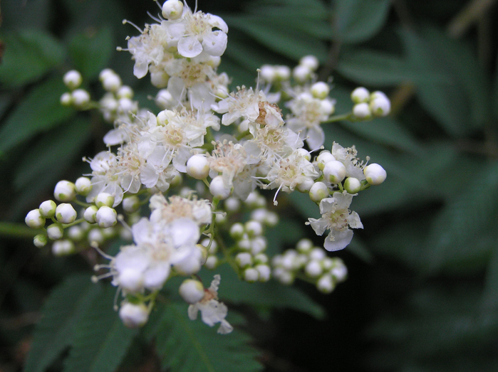 P8010018 (700x523, 410Kb)