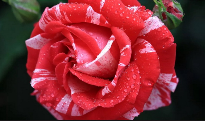 169 (700x412, 213Kb)