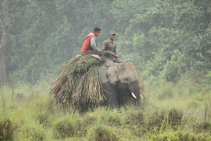 Из жизни слонов в национальном парке Читван в Непале: фотографии