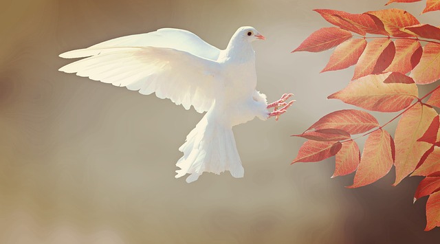 dove-2516641_640 (640x355, 40Kb)