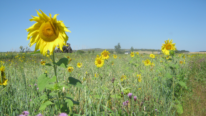 IMG_4874 (700x392, 429Kb)