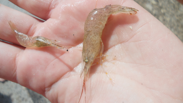 SAM_3015 (700x393, 259Kb)