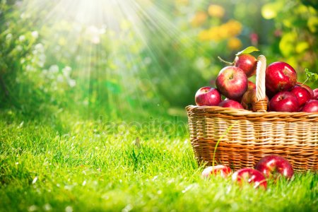 depositphotos_14134540-stock-photo-organic-apples-in-the-basket (450x300, 37Kb)