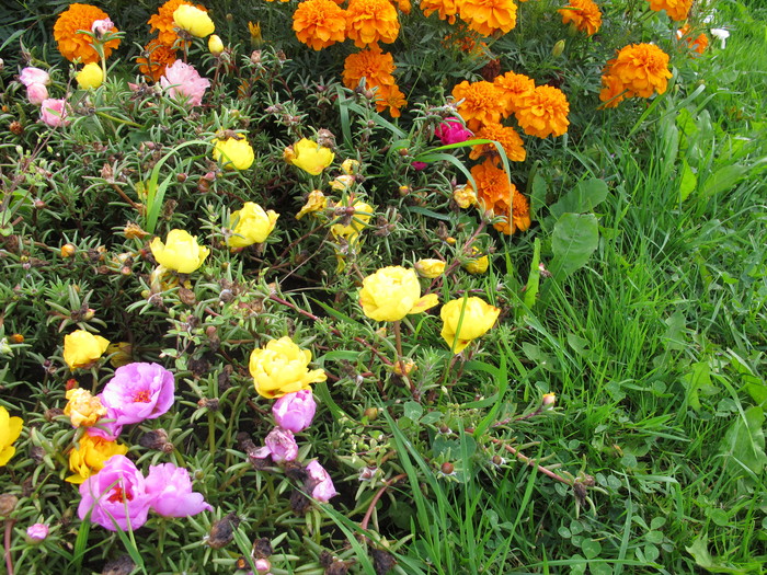 1535399551_IMG_4403 (700x525, 220Kb)