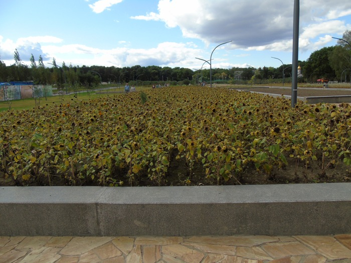 DSC00253 (700x525, 392Kb)