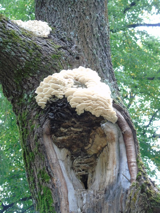 DSC01190 (525x700, 477Kb)