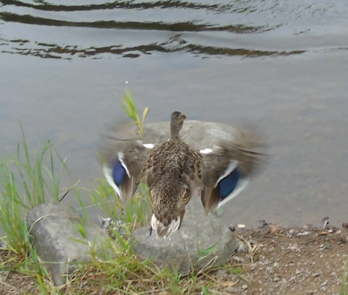 DSC01250 (700x593, 301Kb)