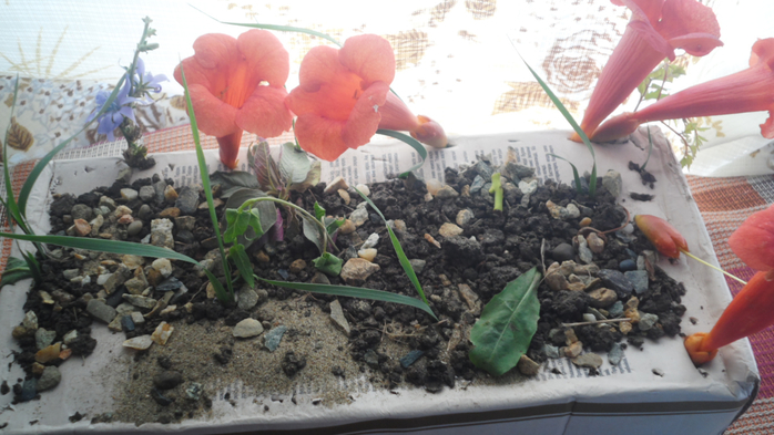 SAM_3090 (700x393, 335Kb)