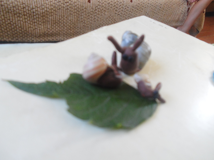 SAM_3097 (700x525, 263Kb)