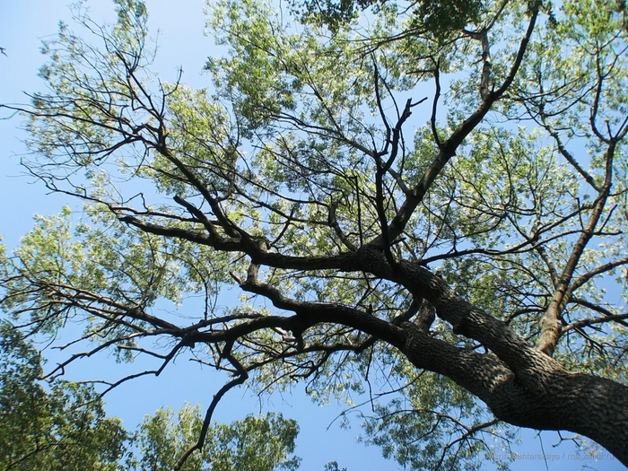 2270477_IMG_3878 (700x525, 413Kb)