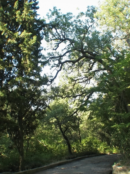 2270477_IMG_3879 (525x700, 381Kb)