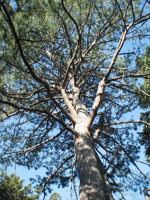 2270477_IMG_3882 (525x700, 419Kb)