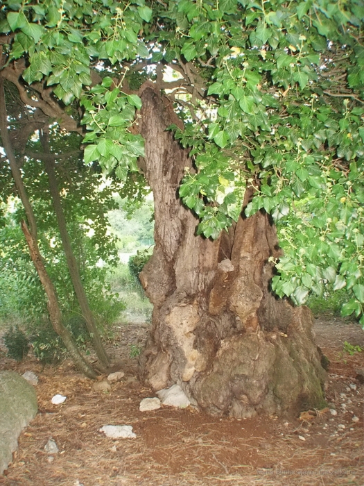 2270477_IMG_3862 (525x700, 371Kb)