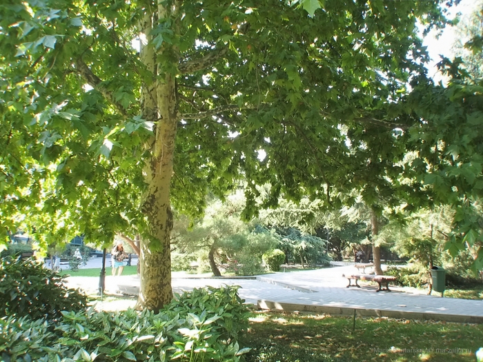 2270477_IMG_3905 (700x525, 386Kb)