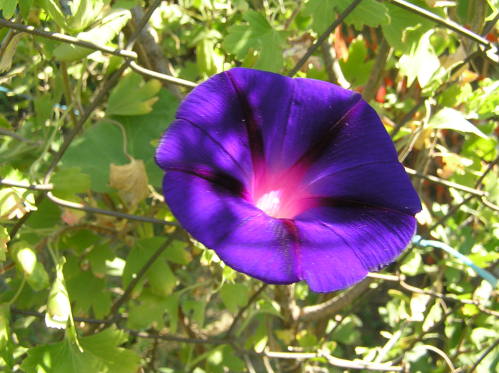 P8230038 (700x523, 499Kb)