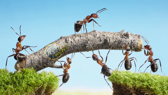 20520-miscellaneous_hard_working_ants_wallpaper (700x393, 289Kb)
