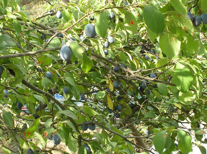 P9130025 (700x523, 639Kb)