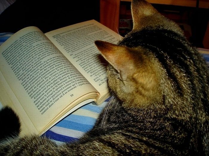 Cat reader. Кошка читает. Кошка читает книгу. Коты читают книги приколы. Кот листает книгу.