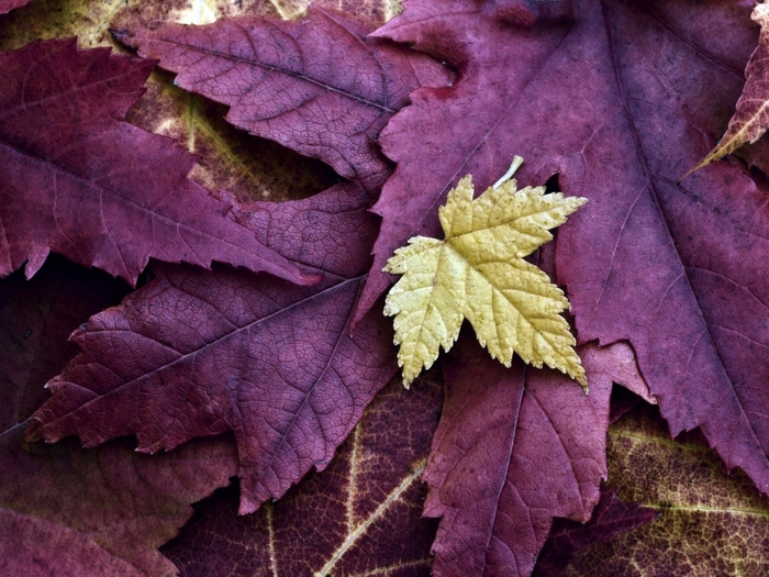 leaf-autumn-macro-300022-1152x864 (700x525, 320Kb)