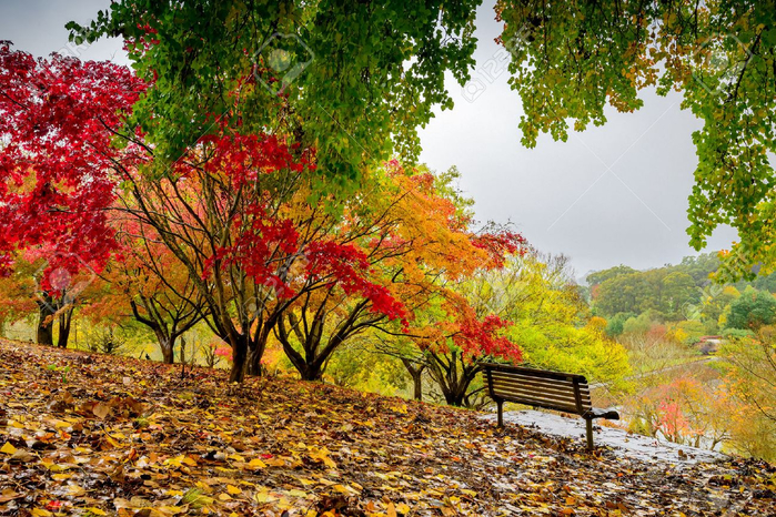 44562042-雨の中に秋の公園のベンチ (800x566, 607Kb)