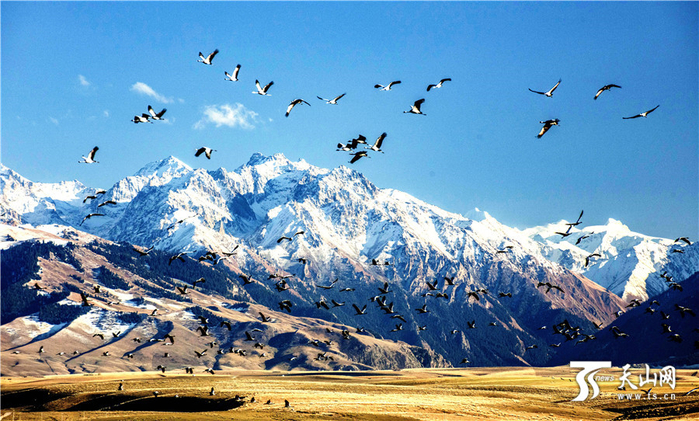 Птицы гималаев. Тянь Шань птица. Пернатые Тянь Шаня. Монголия и Гималаи. Синяя птица Тянь Шаня.