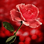 роза авик (150x150, 56Kb)