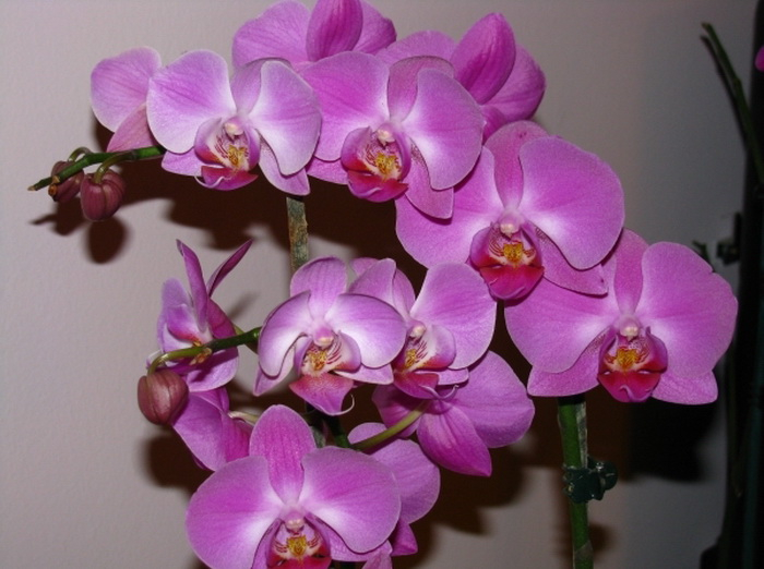 Студия стрижек орхидея в колпино