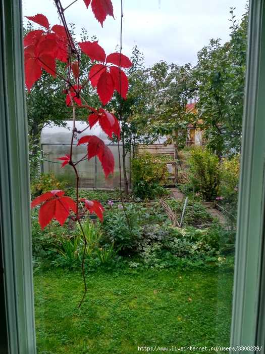 IMG_20170930_161707_HDR (525x700, 380Kb)