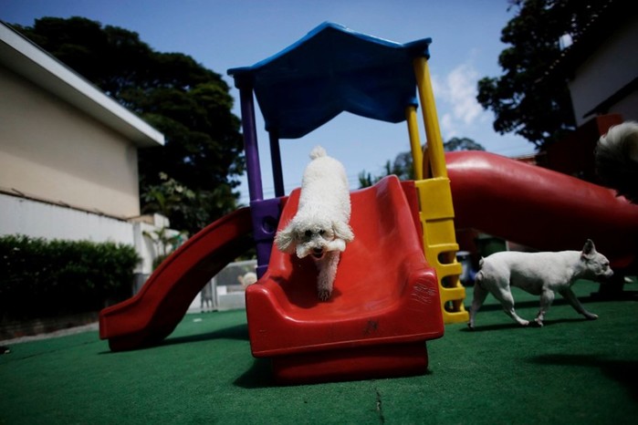 Детские сады для собак в Бразилии: чтобы домашние любимцы не скучали