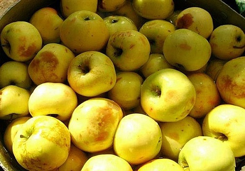 Мочёные яблоки с капустой3 (500x350, 190Kb)