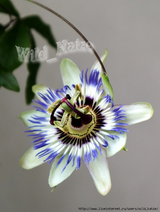 Passiflora1wz (530x700, 159Kb)