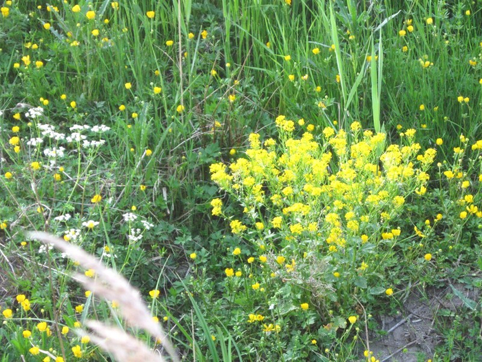 � spring 001 (700x525, 560Kb)