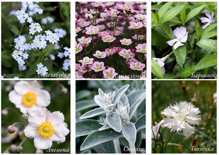 Распознаватель цветов и растений по фотографии онлайн